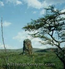 Termite Hill