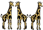 Three Giraffes