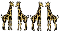 Four Giraffes
