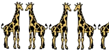 Four & a Half Giraffes