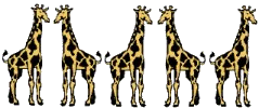 Five giraffes out of five
