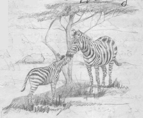 Zebra on stationery