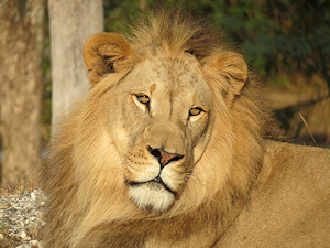 African Lion Facts - African Animals - All Things Kenyan