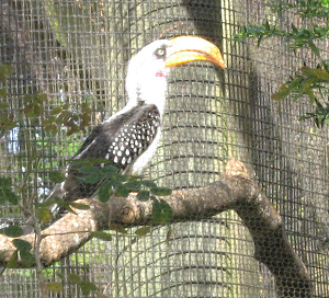 Eastern Yellow-Billed Hornbill Facts