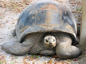 Giant Tortoises of Africa