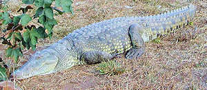 Nile Crocodile Facts