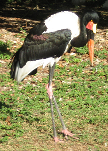 Saddle-Billed Stork Facts
